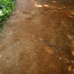 A 3 foot Kingsnake on the way to the restrooms | Camp Arizona