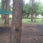 Aspen campsite