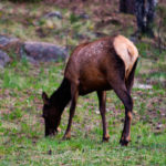 Aspen Campground Elk