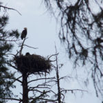Bald Eagles near Rocky Point Day Use Area