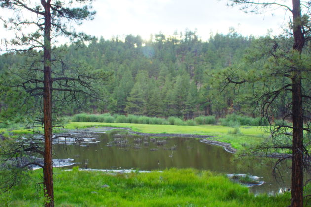 Benny Creek Beaver Ponds