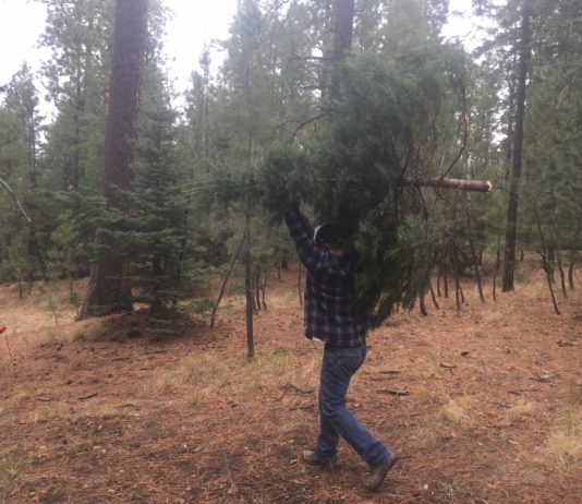 Xmas Tree Harvest