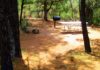 CampAZ | Haigler Canyon Campground